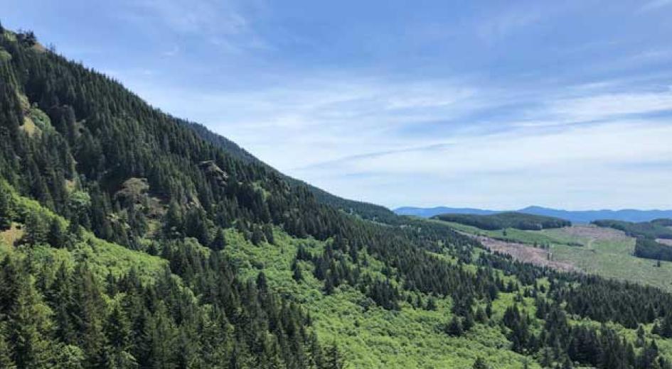 Landscape of a forest with several tree types.