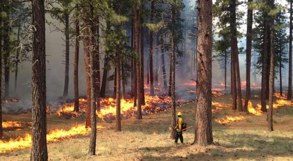 Prescribed burning in a forest.