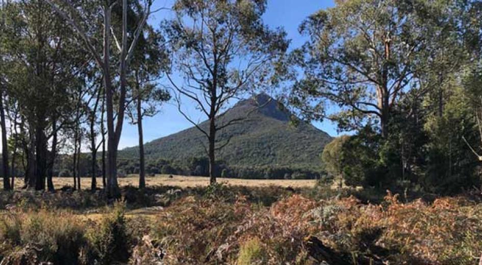 Tasmanian forest and hills.