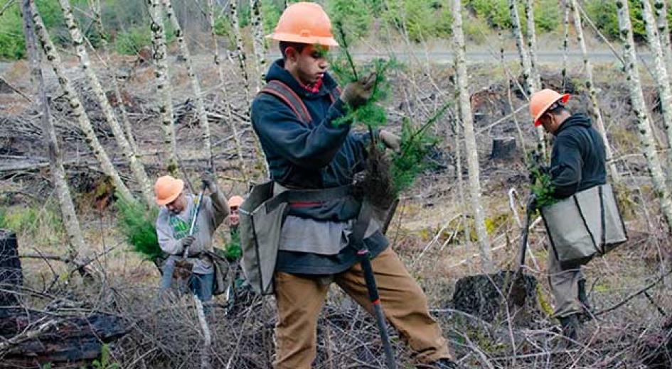 Three men replanting trees.