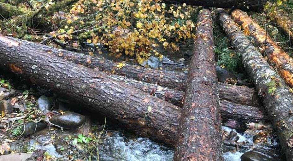Several logs in a river.