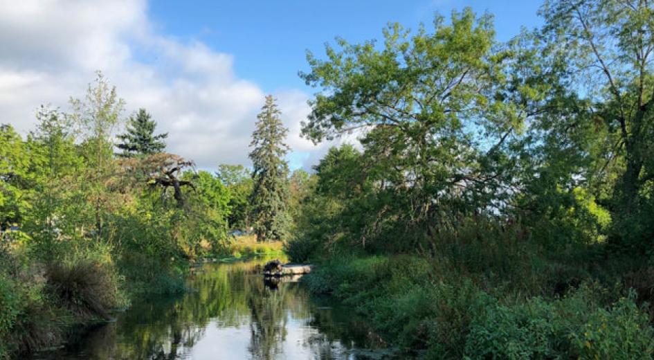 Trees and bushes around a pond.