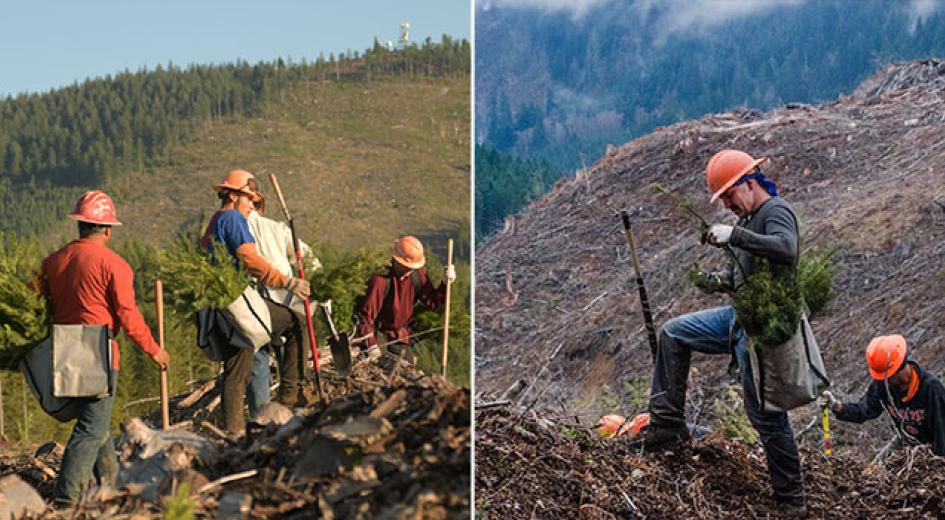 People planting trees.