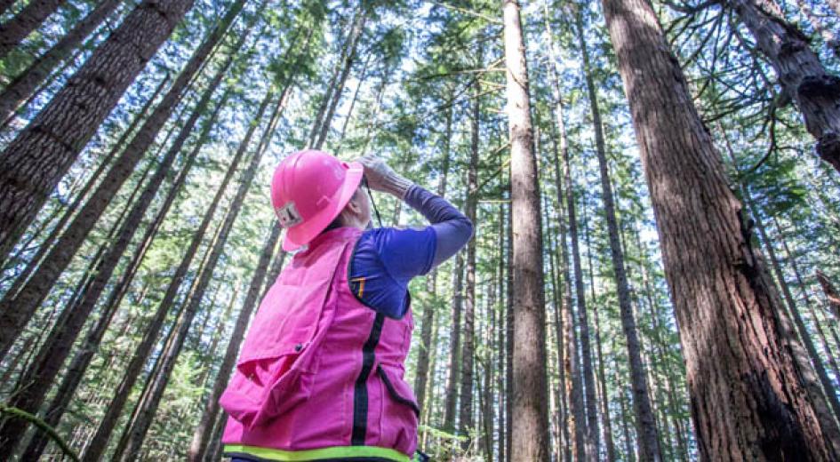 Wildlife biologist in pink vest and hard hat looking up into the trees with binoculars.