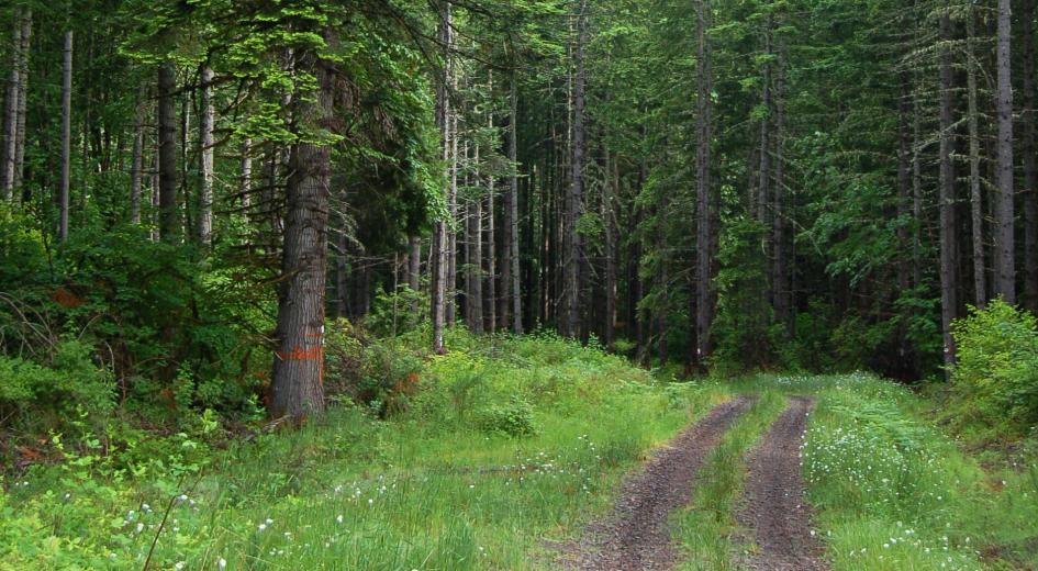 Forest road in trees