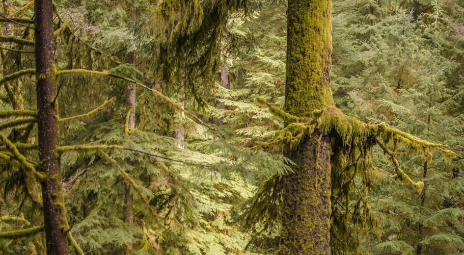 Old growth stand of trees