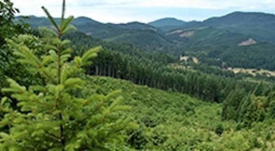 Forest and trees that have been harvested
