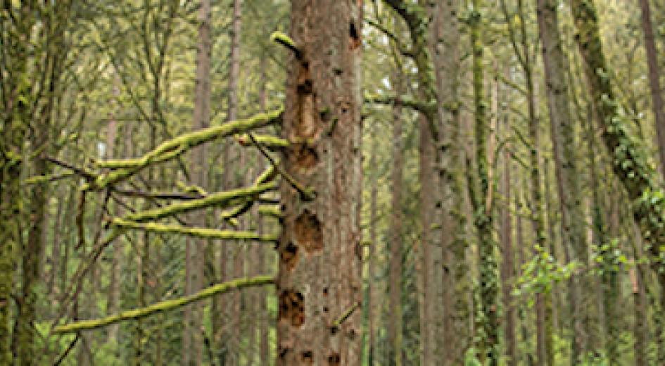 A decayed tree with holes for habitat