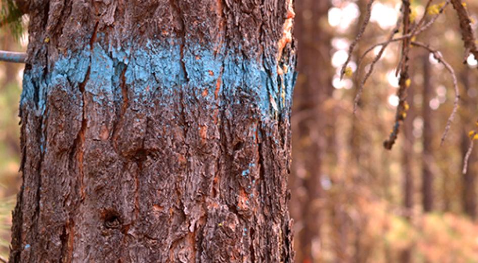 a tree trunk with spray paint on it