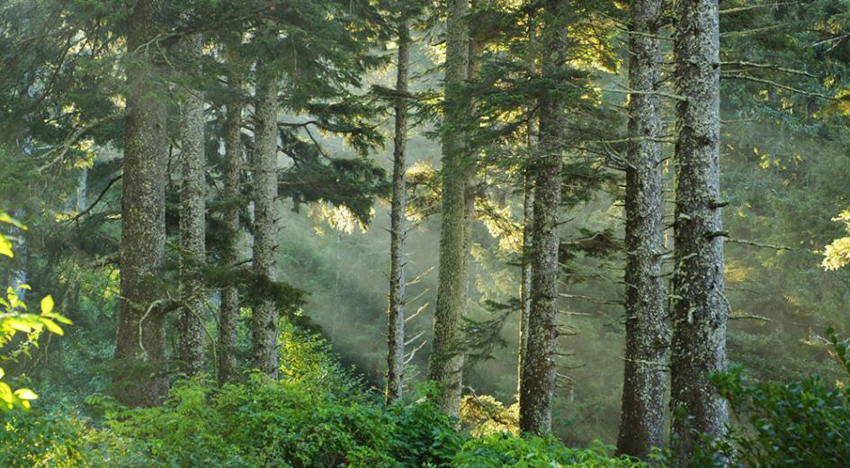 A collection of trees in a forest
