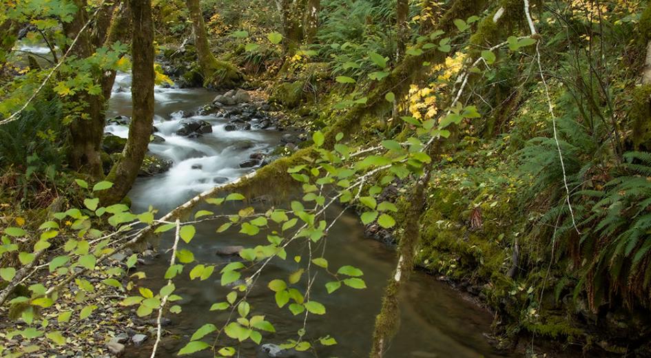 Alder near the creek