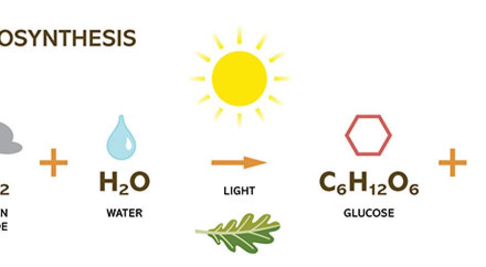 illustrated equation