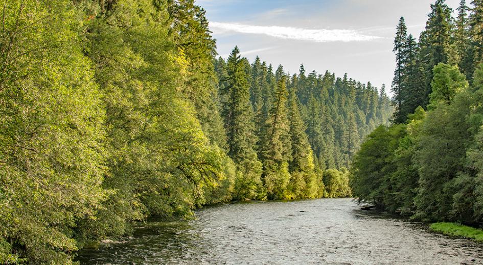 McKenzie River