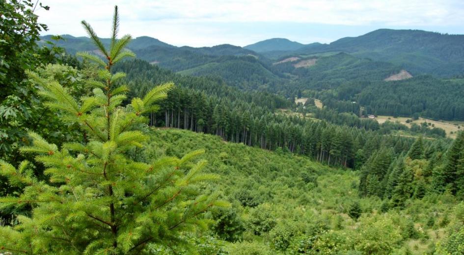 Landscape diversity in a western Douglas-fir working forest 