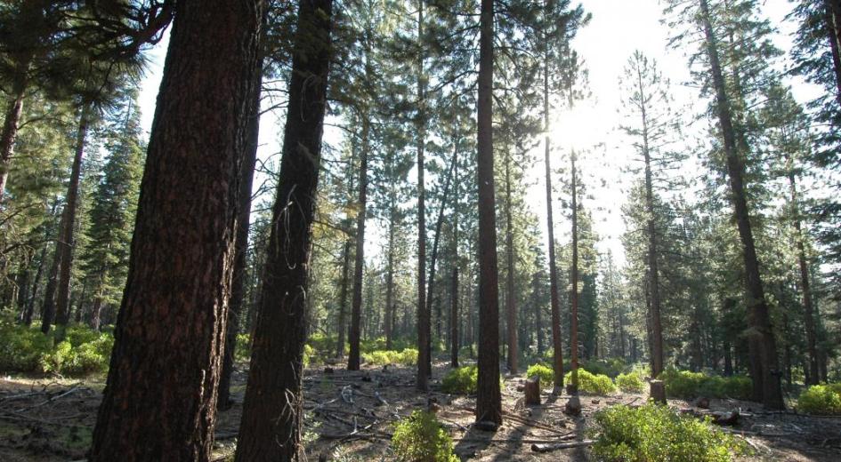 A thinned ponderosa pine forest in Deschutes County