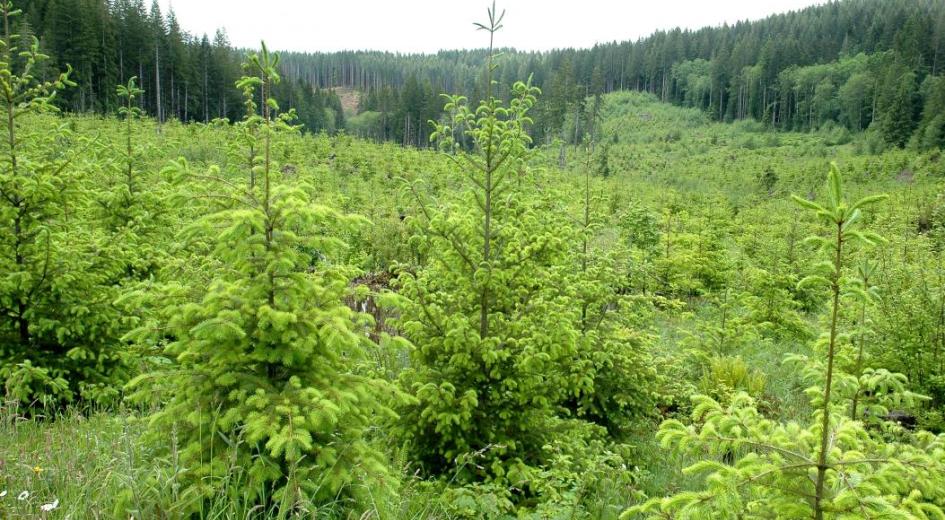 Free-to-grow Douglas-fir in a working forest in Tillamook County