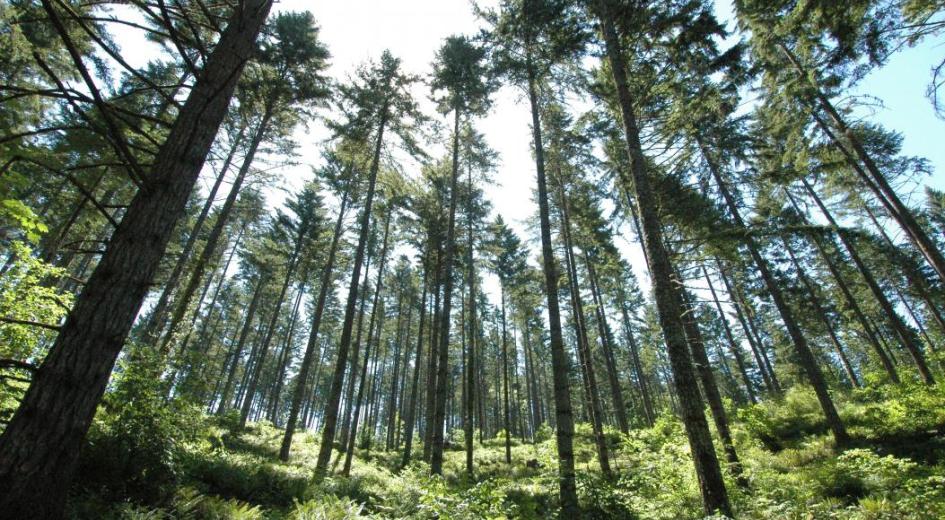 A mature Douglas-fir stand within McDonald Dunn Forest, Benton County