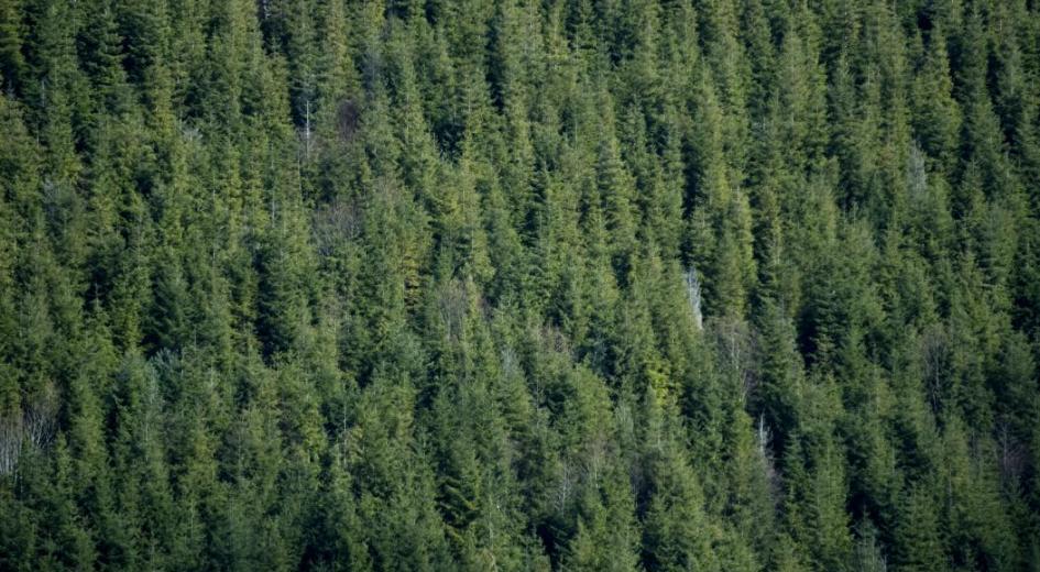 Mature Douglas-fir canopy in Clackamas County