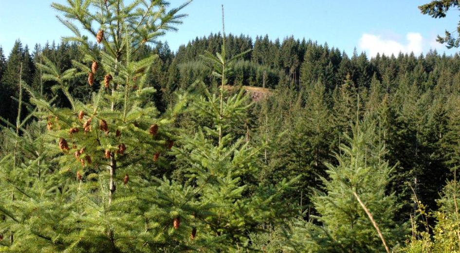 Working forest landscape in Washington County