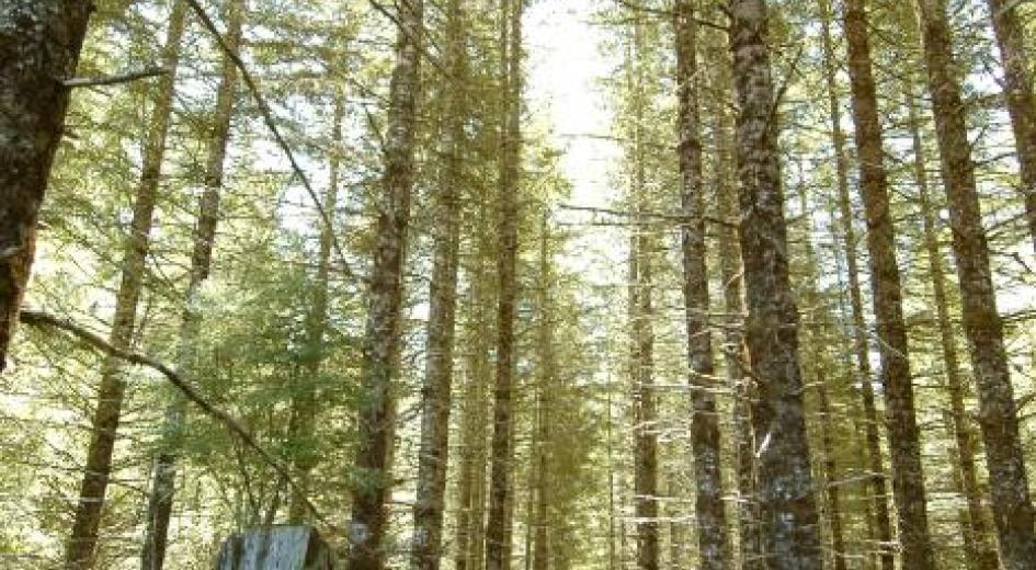 Early morning in the Tillamook State Forest