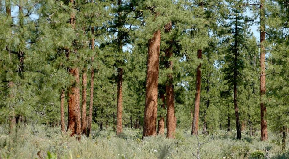 A healthy, east-side ponderosa pine forest