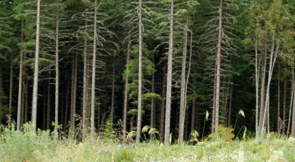 The border of two age classes in a Lane County forest