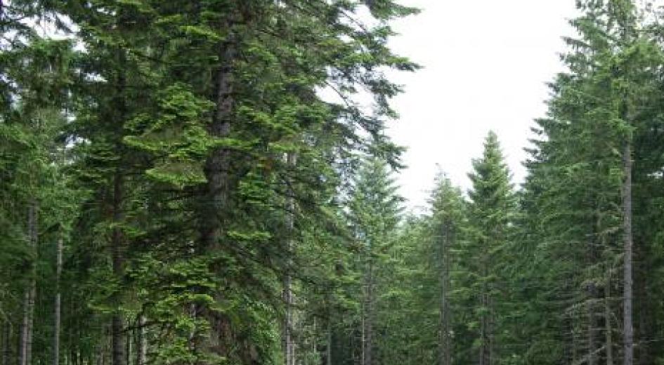 Working forest in Lane County