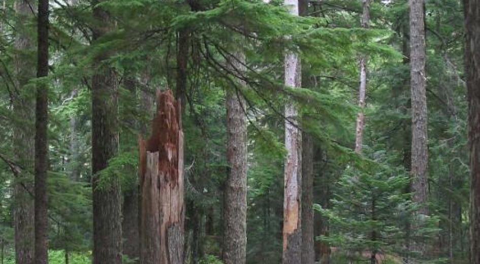 Mature stand of mountain hemlock in Mt. Hood National Forest