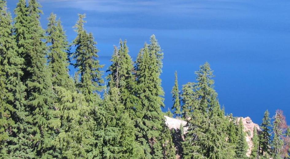 Trees against the clear blue water of Crater Lake