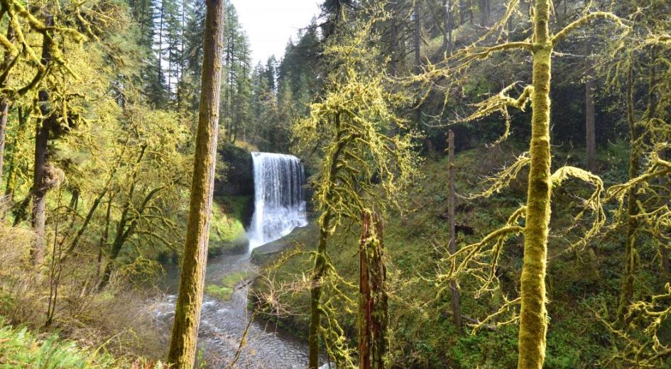 One of the many waterfalls inside Silver Falls State Park in Marion County