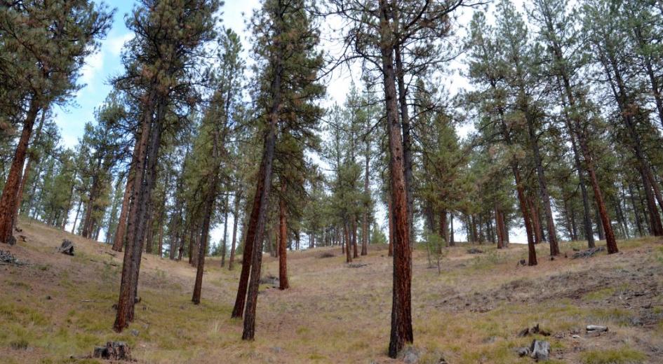 A thinned, healthy east-side forest in Grant County