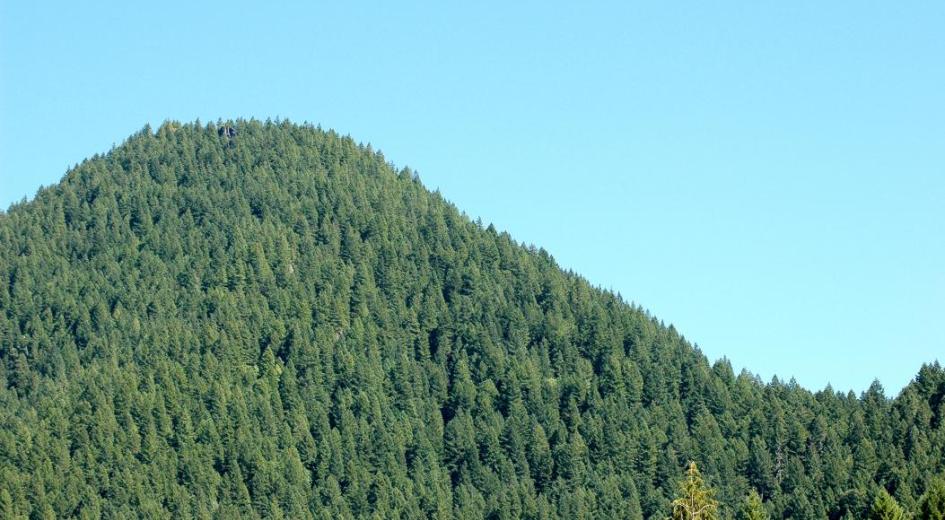 A forested hillside in Washington County