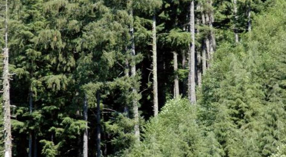 The edge of BLM forestland and a state forest