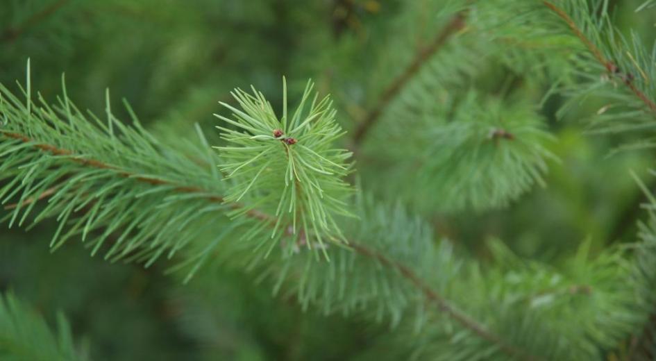 Spring growth of a Douglas-fir tree