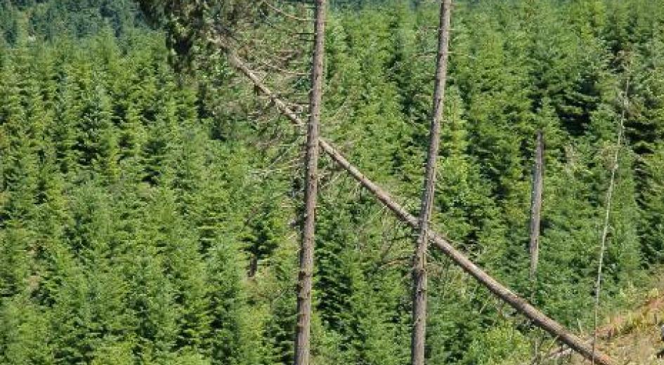 A tree is harvested in Douglas County