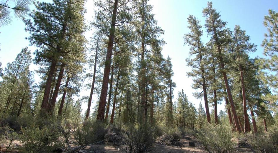 A thinned ponderosa pine stand in a Klamath county federal forest