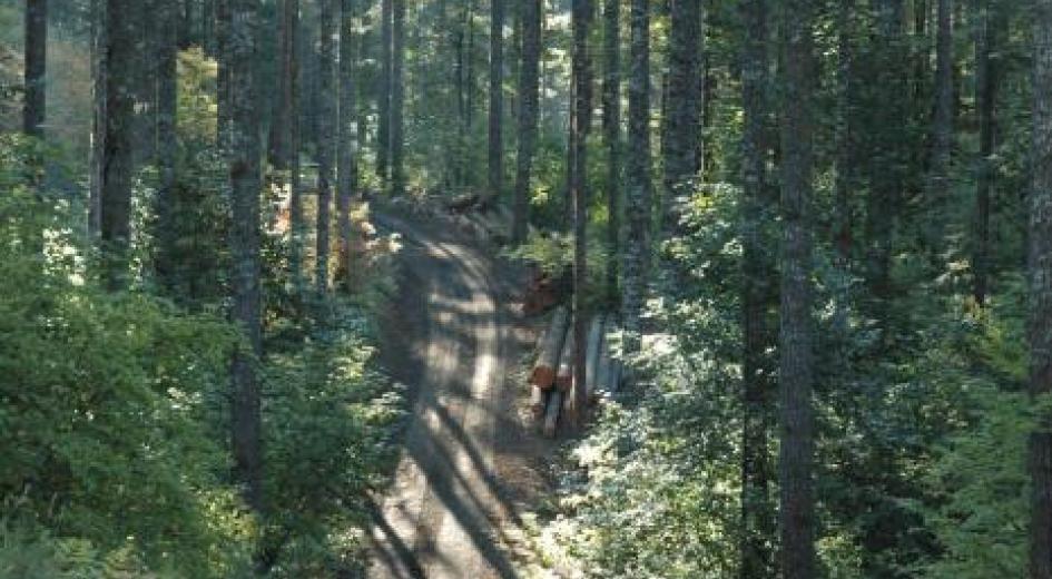 Sunlight shines in on a family forestland during a harvest operation