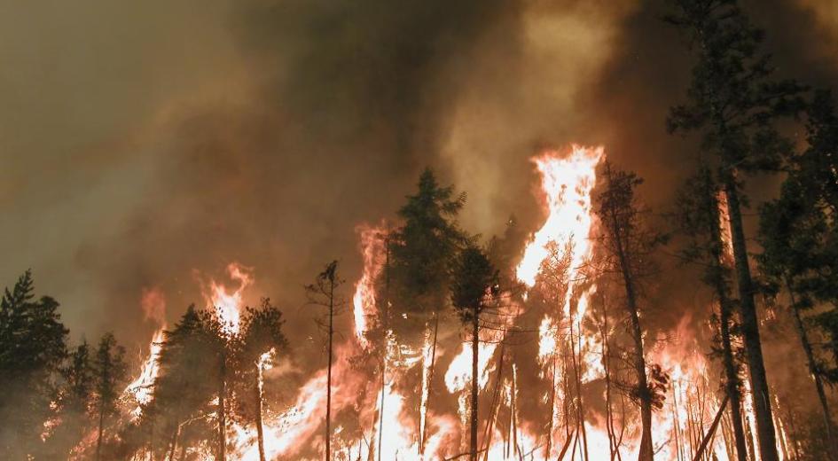 Crown fires are particularly difficult to fight