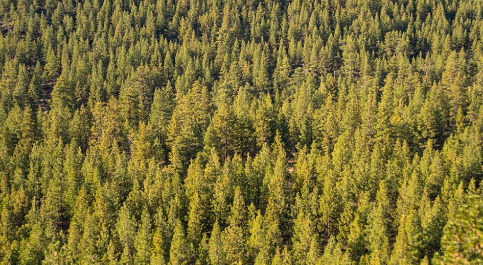 Ponderosa from the sky