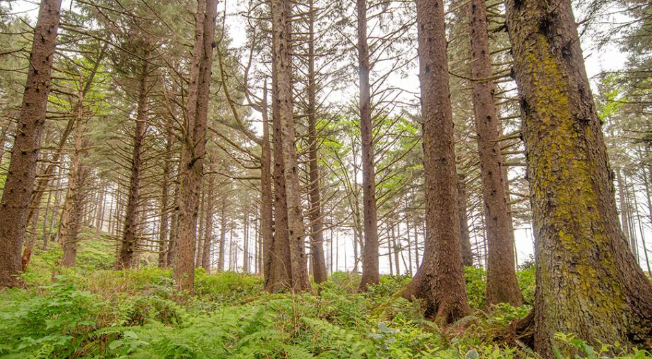 Coastal spruce