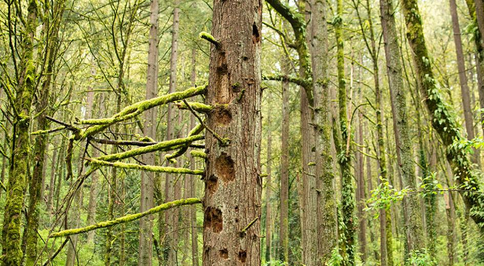 Snags make great habitat 