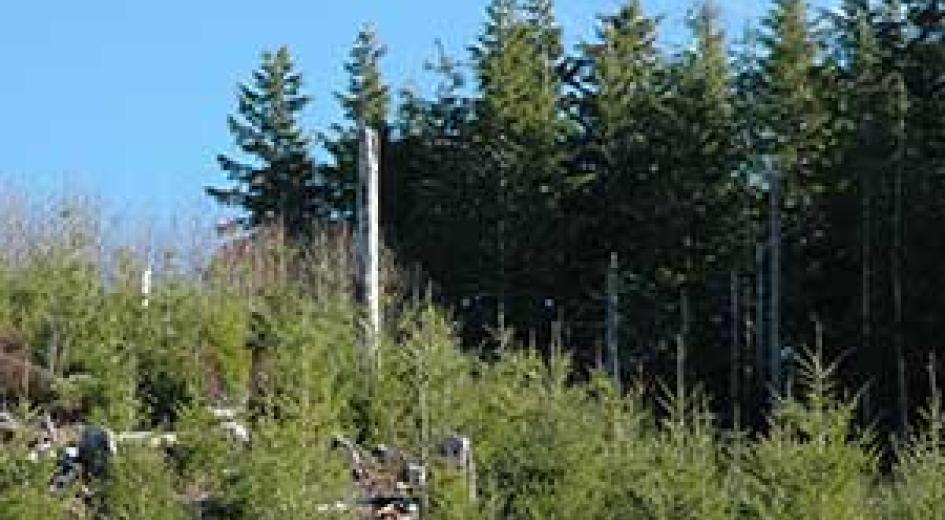 Ecosystems vary as forests age