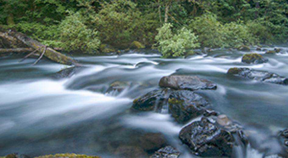 timelapse of forest stream