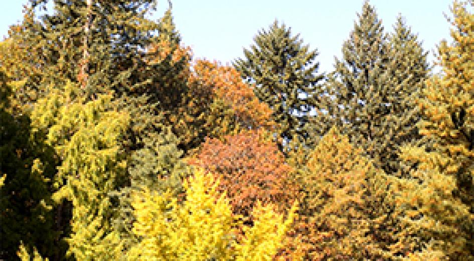 mixed tree species