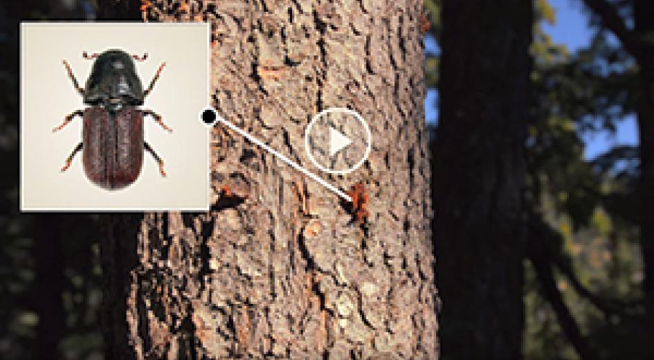 Bark beetle callout