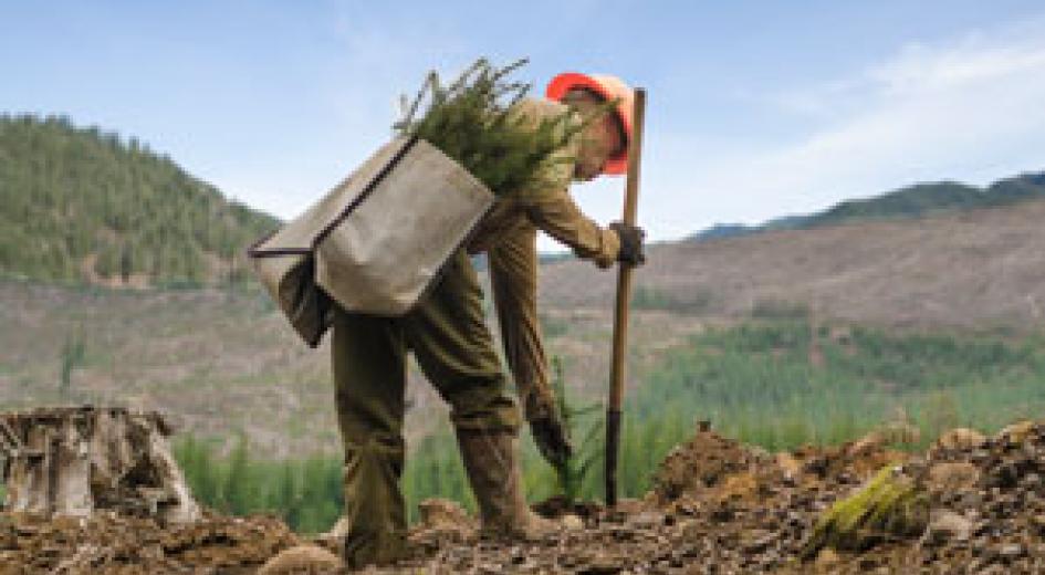 forest tree planter comp