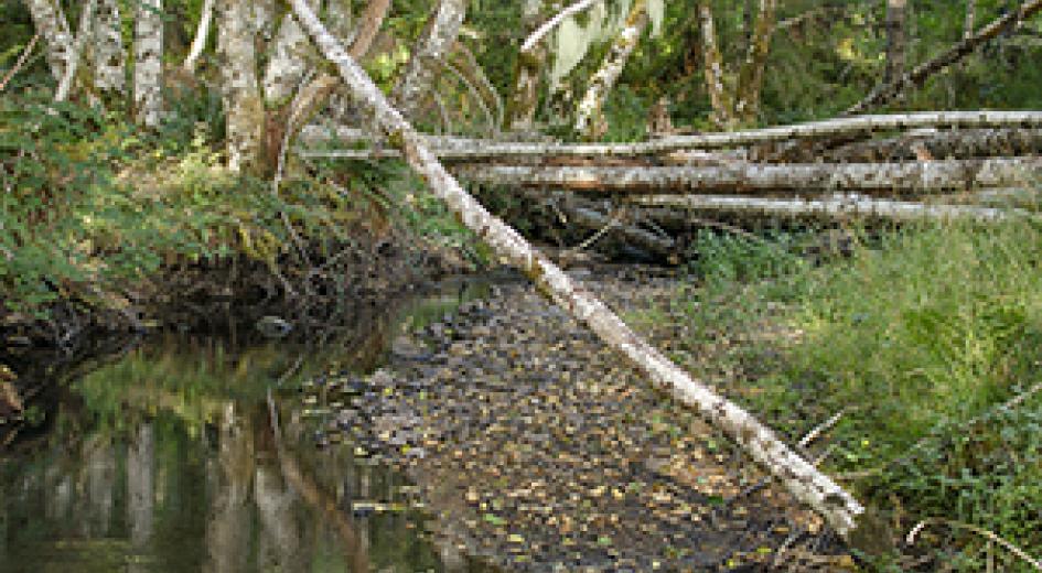 wood in stream