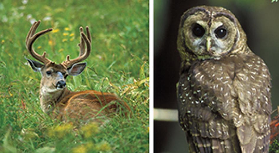 deer and owl