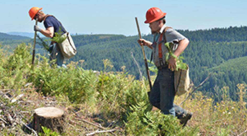 tree planters on hillside