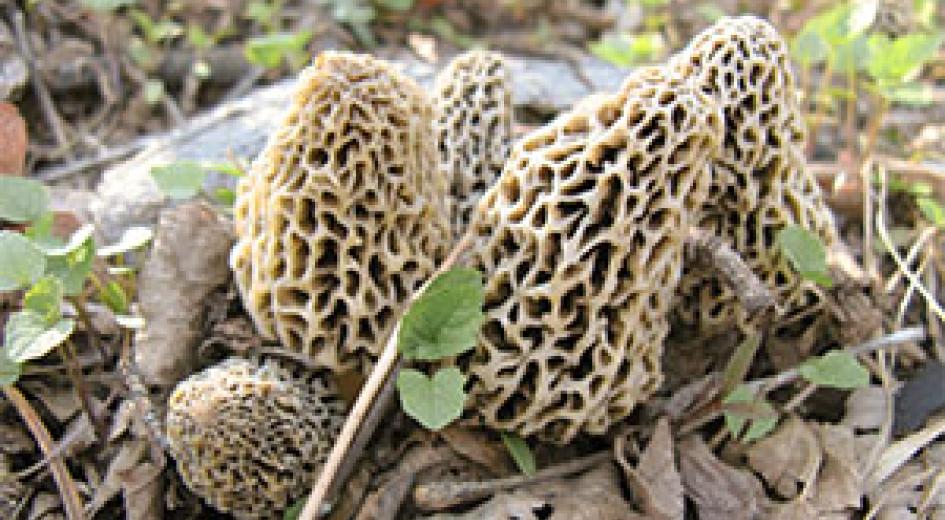 morel mushrooms